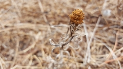 Holocarpha macradenia