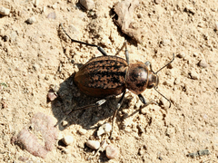 Somaticus