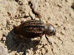 Somaticus