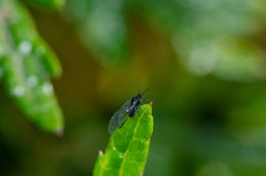 Aphididae