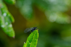 Aphididae