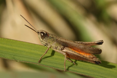 Amblytropidia australis