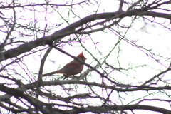 Cardinalis cardinalis
