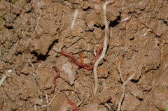 Oligochaeta