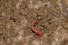 Oligochaeta