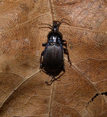 Sphaeroderus indianae
