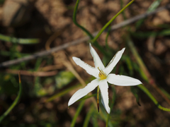 Pauridia serrata albiflora
