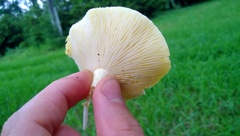 Basidiomycota