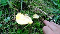 Basidiomycota