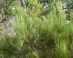 Allocasuarina pusilla