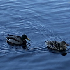 Anas platyrhynchos