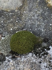 Bryophyta