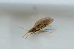 Cantacader quadricornis