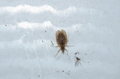 Cantacader quadricornis