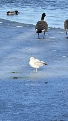 Larus delawarensis