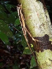 Anolis chrysolepis