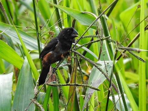 Chestnut-bellied Seed Finch (Sporophila angolensis), photo 6