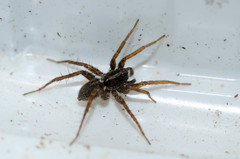Pardosa tenuipes