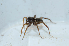Pardosa tenuipes