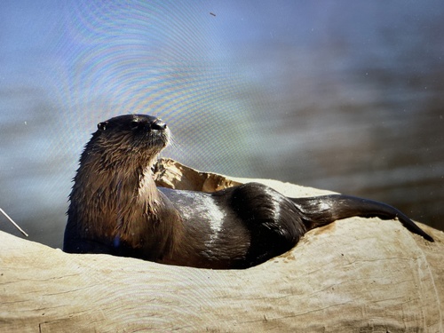 North American River Otter photographed in Pennsylvania