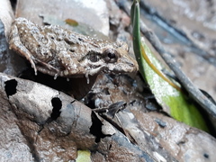 Leptodactylus petersii