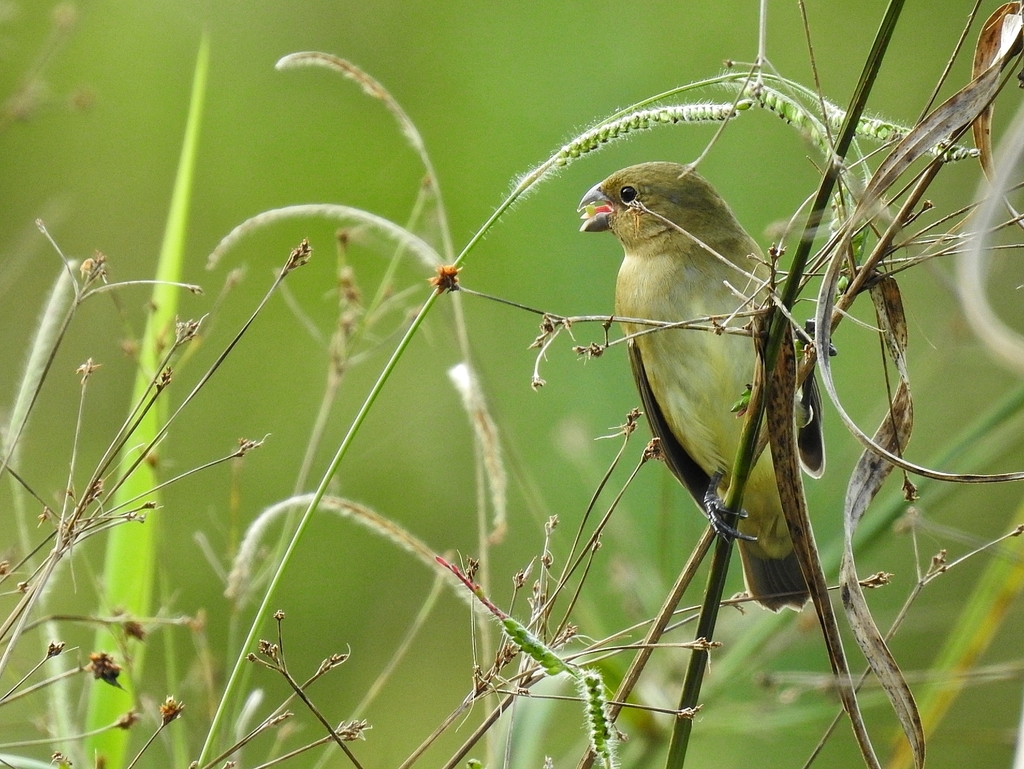 Black-and-white Seedeater