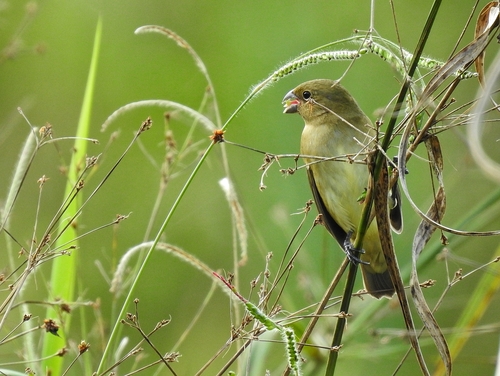 Black-and-white Seedeater (Sporophila luctuosa)