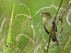 Black-And-White Seedeater photo 3