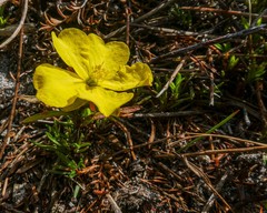 Hibbertia procumbens