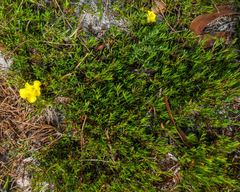 Hibbertia procumbens