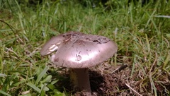 Basidiomycota