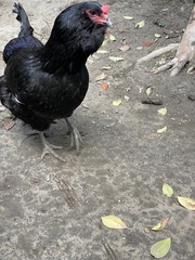 Gallus gallus domesticus