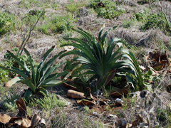 Boophone haemanthoides