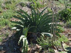 Boophone haemanthoides