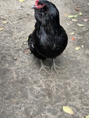 Gallus gallus domesticus