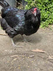 Gallus gallus domesticus