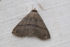 Ophyx eurrhoa