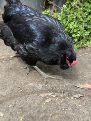 Gallus gallus domesticus