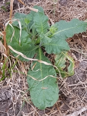Nicotiana repanda