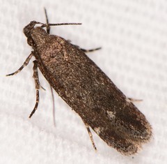 Gelechiini