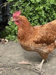 Gallus gallus domesticus