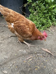 Gallus gallus domesticus