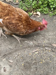 Gallus gallus domesticus