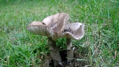 Basidiomycota