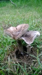 Basidiomycota