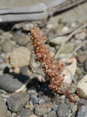 Crassula colligata colligata
