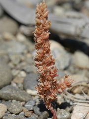 Crassula colligata colligata