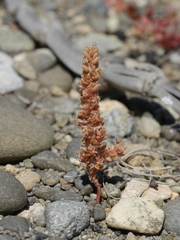 Crassula colligata colligata