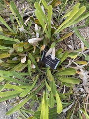 Banksia petiolaris