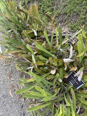 Banksia petiolaris